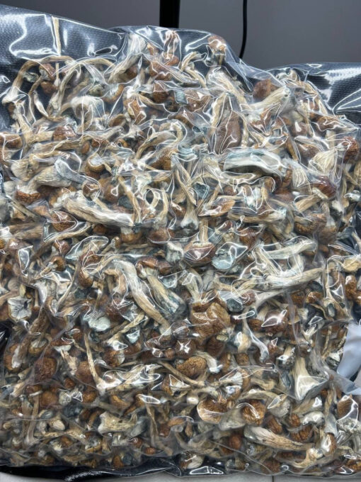 penis envy shrooms