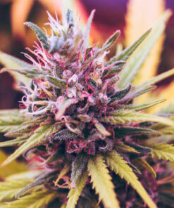 Weed Strains