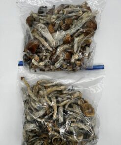penis envy mushroom