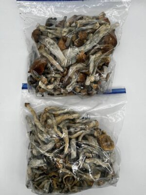 penis envy mushroom