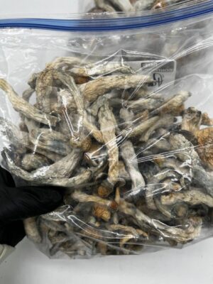 penis envy shrooms