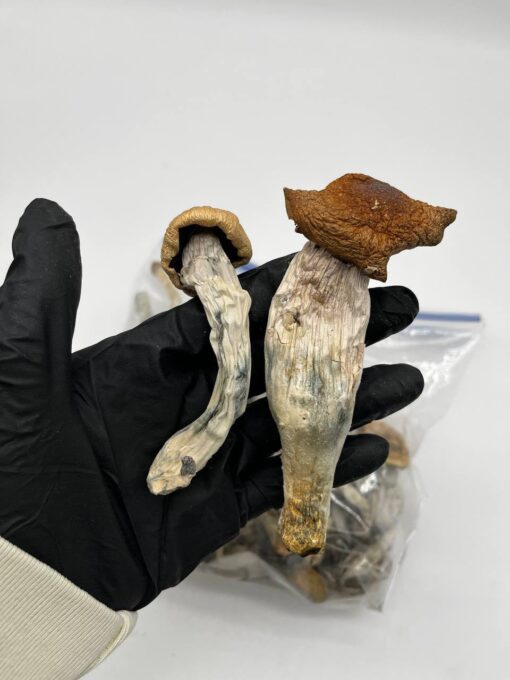 albino penis envy mushrooms